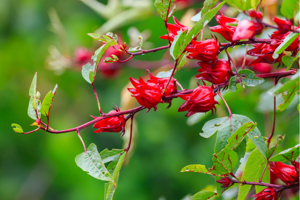 Công dụng hoa atiso đỏ: 7 lợi ích và tác hại ít ai biết | Harper's Bazaar