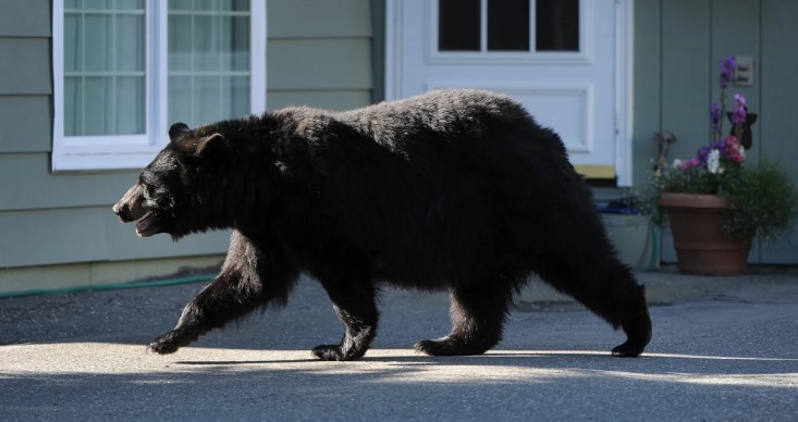 Gấu đen 113kg mò vào nhà bắt người