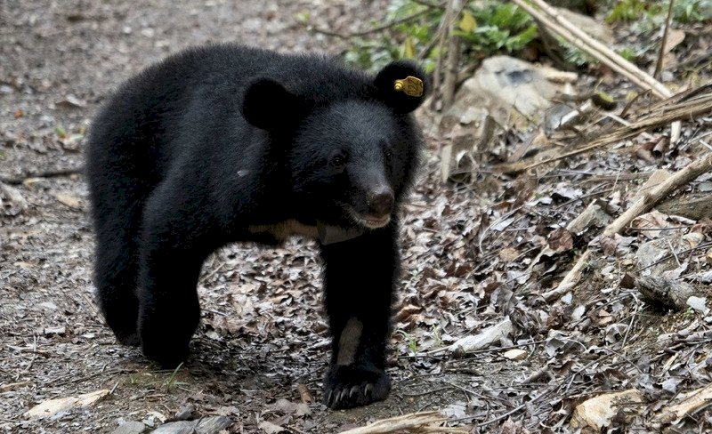 Gấu đen Formosan đối mặt với nguy cơ tuyệt chủng, chuyên gia hy vọng chính phủ có thể quan tâm chú trọng hơn đến việc bảo tồn - Tin tức - Rti